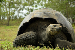 The tortoise population on Pinta has been missing for more than a century and as a result the plant community has changed.